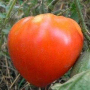 Томат Царь колокол