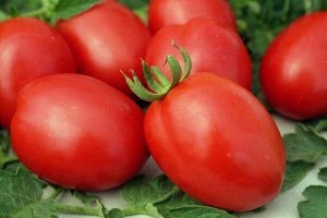 Томат Бочата 5 шт