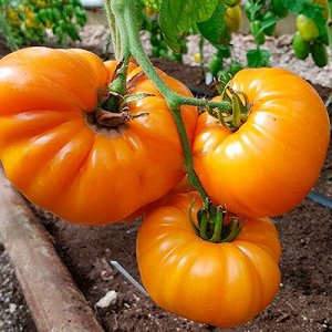 Томат Бизон оранжевый  5 шт