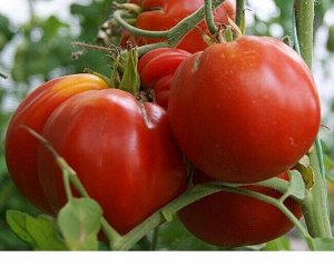Томат СОЛНЦЕ СЕВЕРА 5 шт