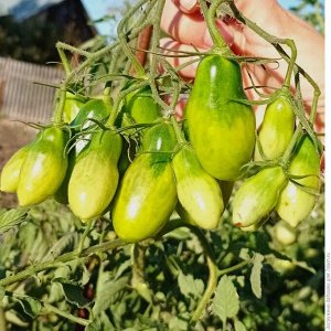 Томат Зеленый кузнечик 5 шт