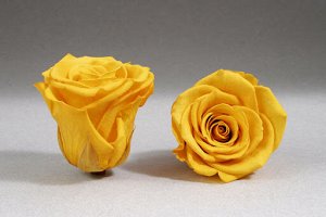 Роза бутон стабилизированная желтый 8шт.