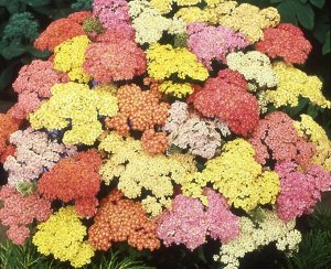 Тысячелистник Summer Pastels