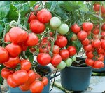 Семена Томата Крайова. Комнатный. 5 шт