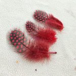 Перо куриное