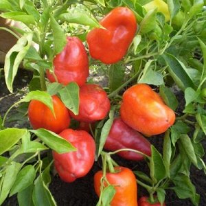 Перец болгарский низкорослый крепыш