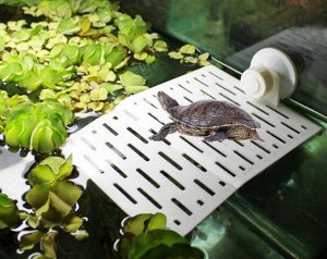 Плот для рептилий в аквариум