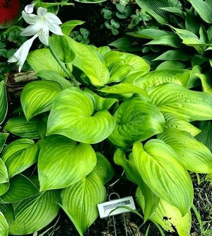 Ambrosia ароматная хоста, Размер L, Цвет листа желтый, Цвет окантовки листа зеленый

Хоста Амброзия (Ambrosia) – это новый гибридный сорт, созданный N. Solberg в 2016 году. Этот сорт относится к катег