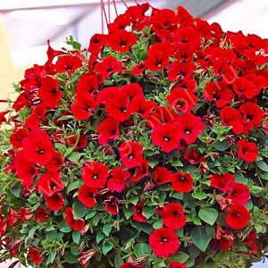Семена Петуния Джоли ред 20 шт