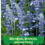Семена Алтая. Богатый выбор овощных и цветочных семян