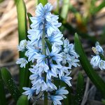 Цветы для дома, балкона, клумбы, рассада