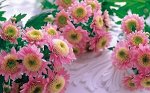 Розовая ромашка мультифлора