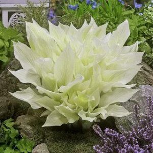 White Feather XXL