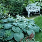 Bressingham Blue