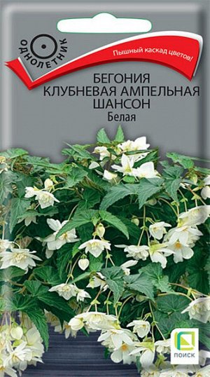 Бегония клубневая ампельная Шансон Белая