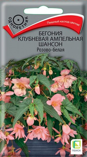 Бегония клубневая ампельная Шансон Розово-белая