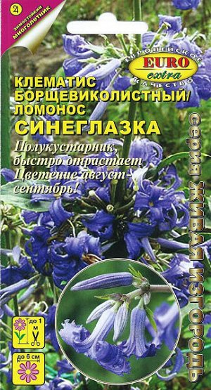 Клематис борщевиколистный Синеглазка