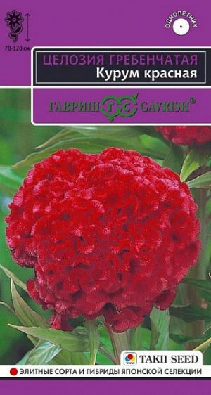 Целозия Курум красная гребенчатая