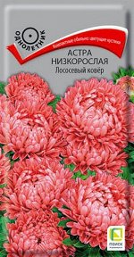 Астра Низкорослая Лососевый ковер