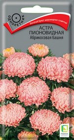 Астра Пионовидная Абрикосовая башня