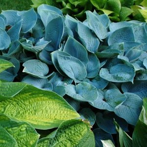 Hadspen Blue