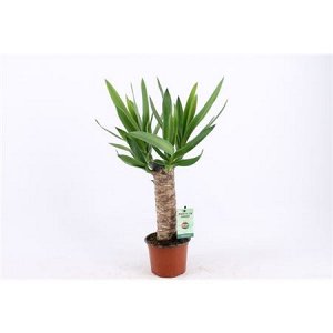 Юкка Диаметр 14
Высота	60

Юкка является одним из самых популярных растений для квартир и офисов благодаря своей выносливости и стильному внешнему виду.
Ее древовидные стволы увенчаны кроной крупных, 