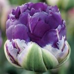 Тюльпан NEGRITA DOUBLE (purple pion)