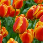 Apeldoorn&#039;s Elite