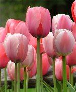Pink Impression