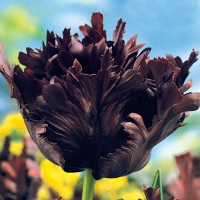 Тюльпан BLACK PARROT