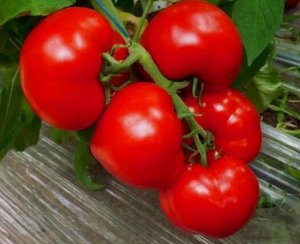 Томат Аксель F1, Global Seeds, Россия