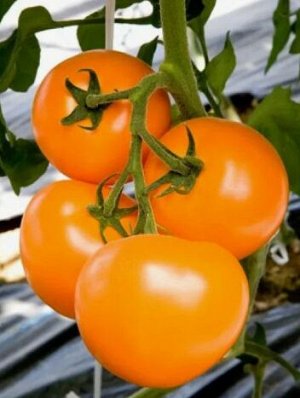Томат ТИ 169 F1 / Takii Seeds, Япония.