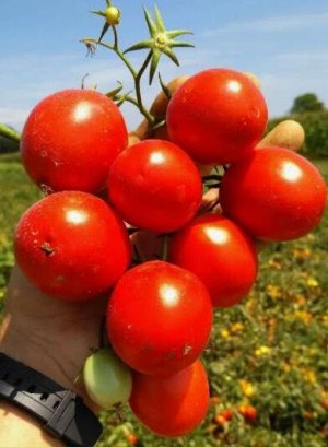 Томат Квикфайр F1 Esasem, Италия.