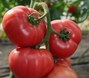 Томат Зерси (КИБО) F1 Kitano Seeds, Япония/Голландия