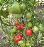 Томат Красное масляное сердце, сорт.