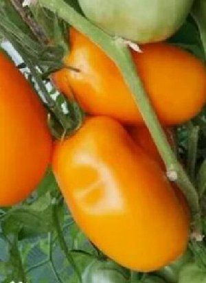Томат Оранжевая слива Калифорнии, сорт