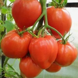 Томат Сердце Дронеро (Cuore di Dronero, Италия) сорт.