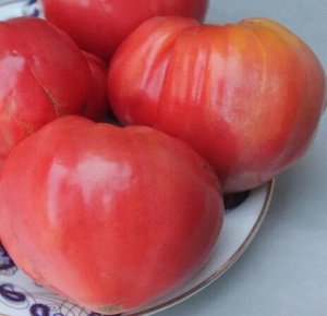Томат Традиционное бычье сердце, сорт.