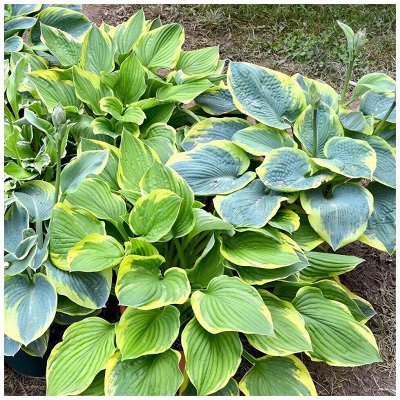 Хостомания! Хосты на любой вкус: желтые, зелёные, голубые…