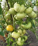 Томат Новолуние, сорт.