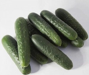 Огурец Синклер F1 (KS 80) Kitano Seeds, Япония.