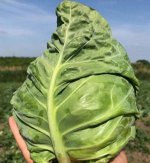 Капуста  б/к AS 2018 F1. Atakama Seeds. Япония.