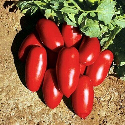Семена овощей и цветов