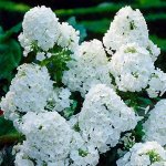 Флокс метельчатый Юник Уайт р8