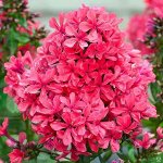 Флокс метельчатый Клеопатра р8
