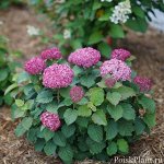 Гортензия древовидная (Hydrangea arborescens BellaRagazza Mauvette) PW P9 + фирм.фл Германия