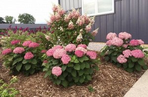 Гортензия древовидная (Hydrangea arborescens BellaRagazza Mauvette) PW P9 + фирм.фл Германия