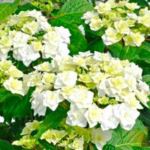 Гортензия крупнолистная (Hydrangea macrophylla Doppio Bianco) P12