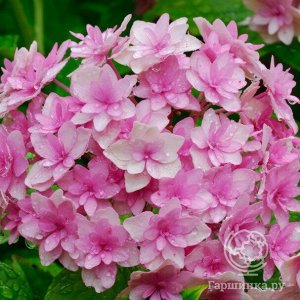Гортензия крупнолистная (Hydrangea macrophylla Doppio Rosa) P12