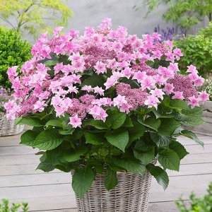 Гортензия крупнолистная (Hydrangea macrophylla Doppio Rosa) P12